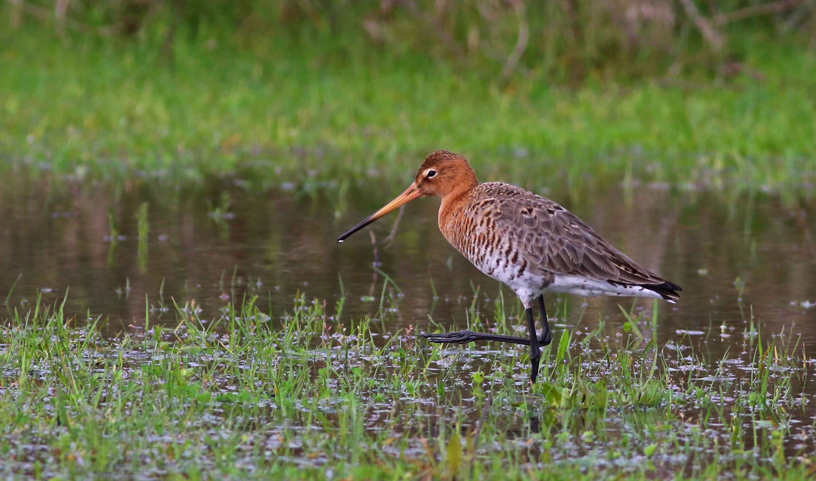 Black-tailed Godwit